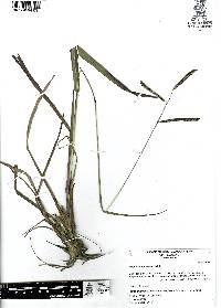 Paspalum plicatulum image