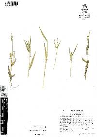 Paspalum prostratum image