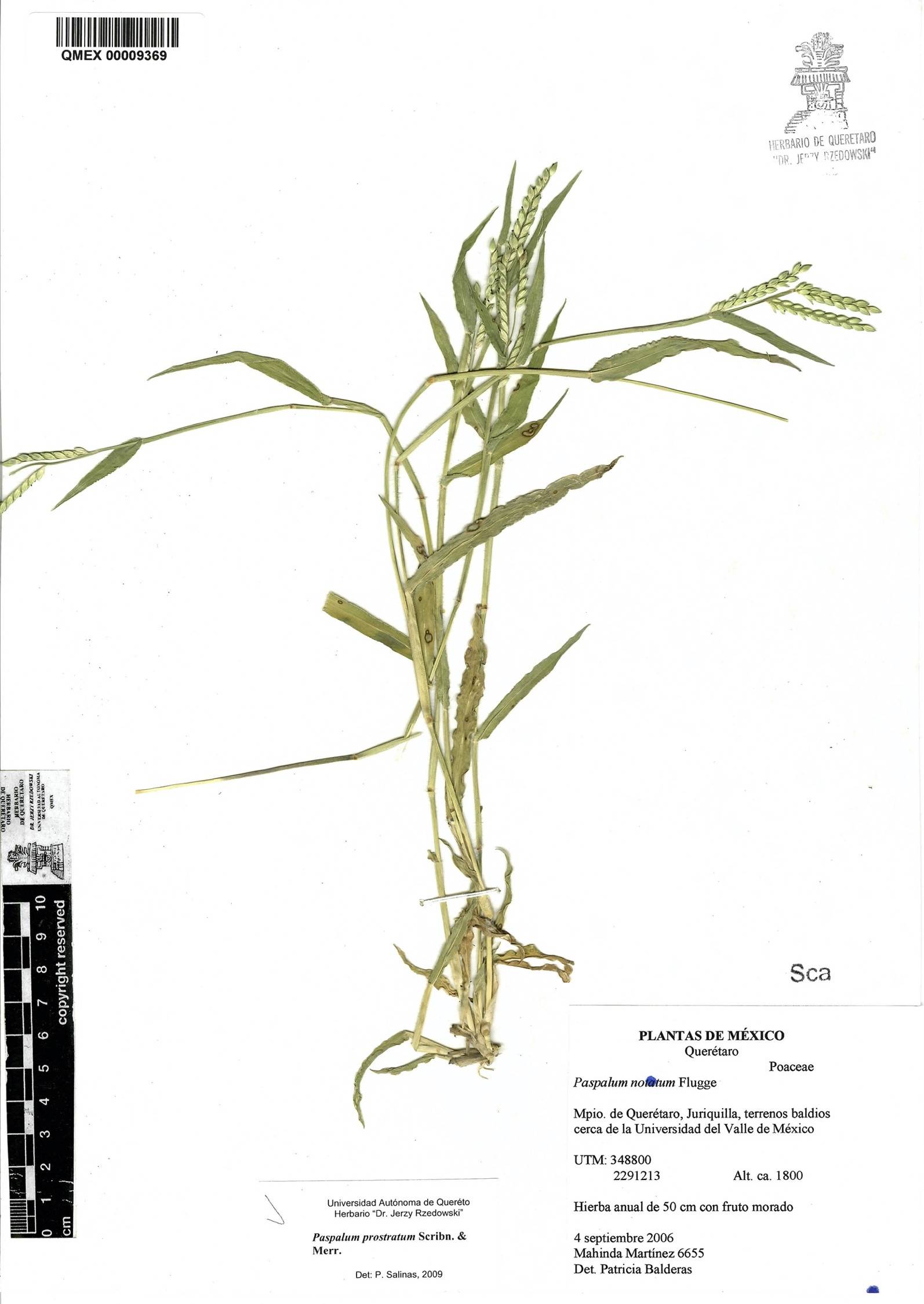 Paspalum prostratum image