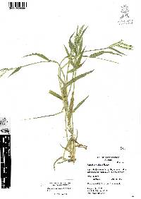 Paspalum prostratum image