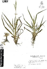 Paspalum prostratum image