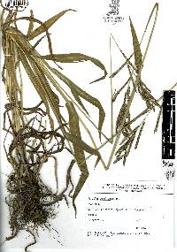 Paspalum tenellum image