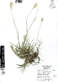 Phalaris canariensis image