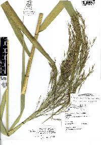 Phragmites australis image