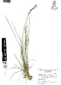 Piptochaetium brevicalyx image