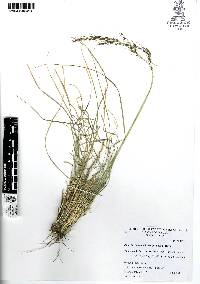 Piptochaetium brevicalyx image