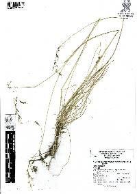 Piptochaetium fimbriatum image
