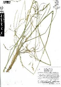 Piptochaetium fimbriatum image