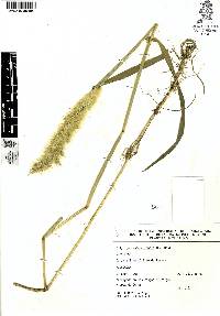 Polypogon monspeliensis image