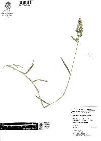 Polypogon viridis image