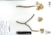 Roldana eriophylla image