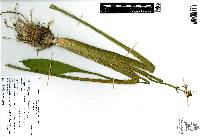 Sagittaria platyphylla image