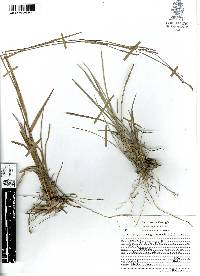 Schizachyrium sanguineum image