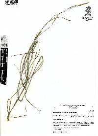 Schizachyrium sanguineum image