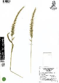 Setaria macrostachya image