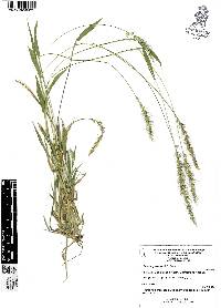 Setaria grisebachii image