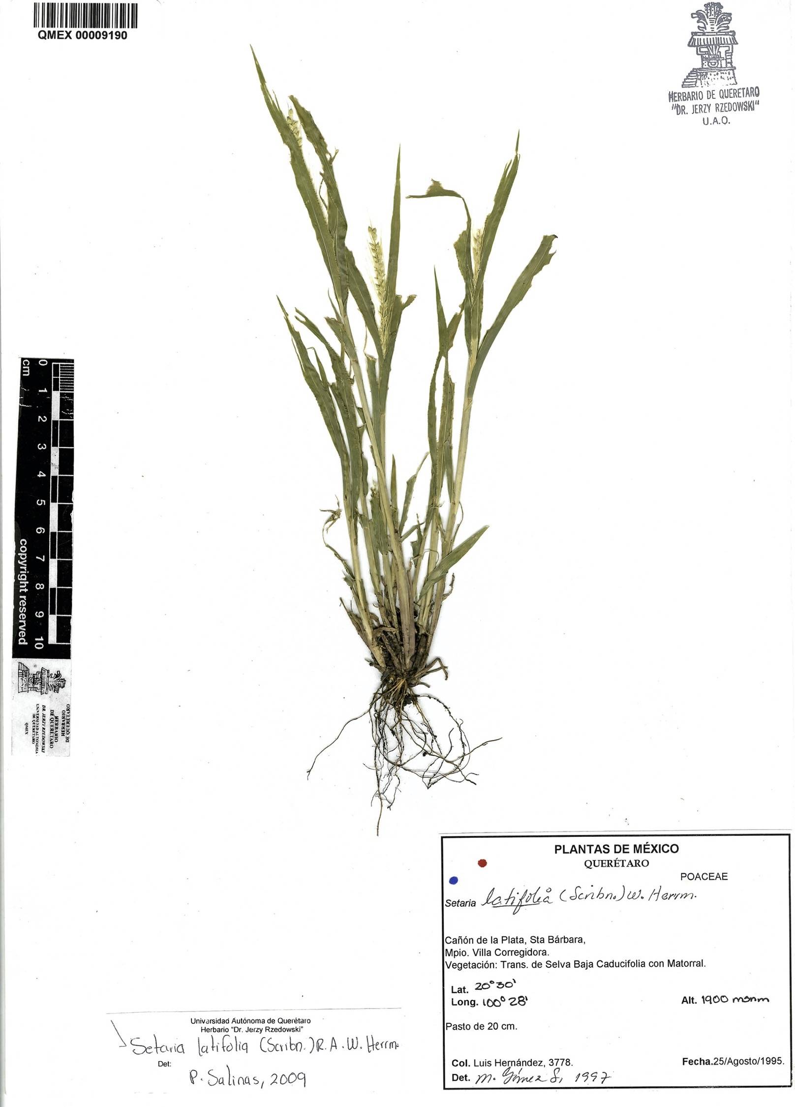 Setaria latifolia image