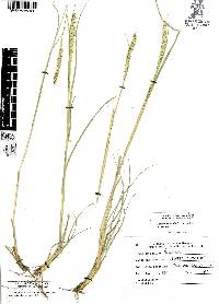 Setaria leucopila image