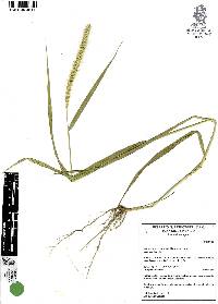 Setaria macrostachya image