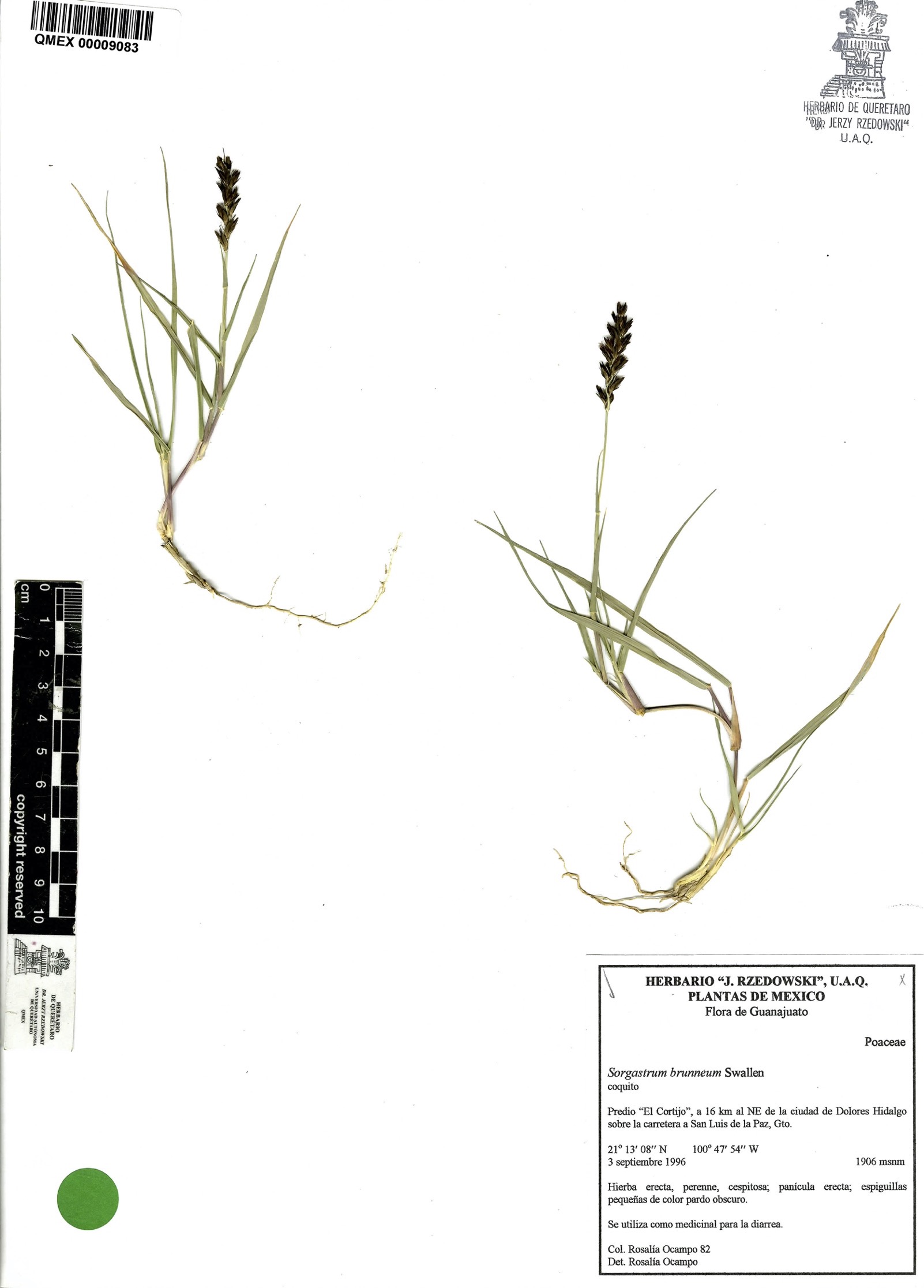 Sorghastrum brunneum image