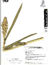 Sorghum bicolor image