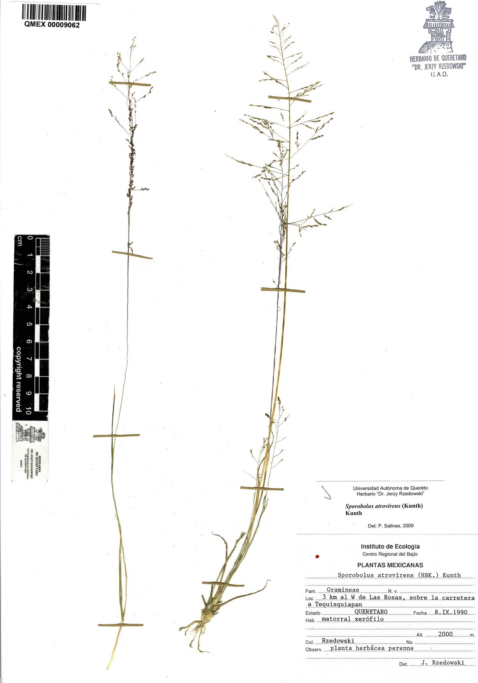Sporobolus atrovirens image