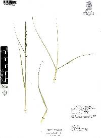 Sporobolus indicus image