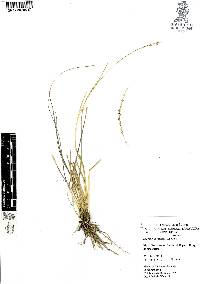 Sporobolus indicus image