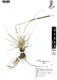 Sporobolus indicus image