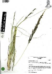 Sporobolus indicus image