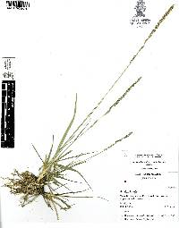 Sporobolus indicus var. indicus image