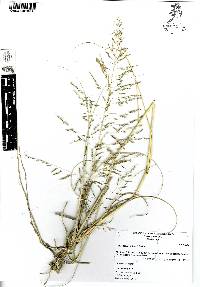 Sporobolus palmeri image