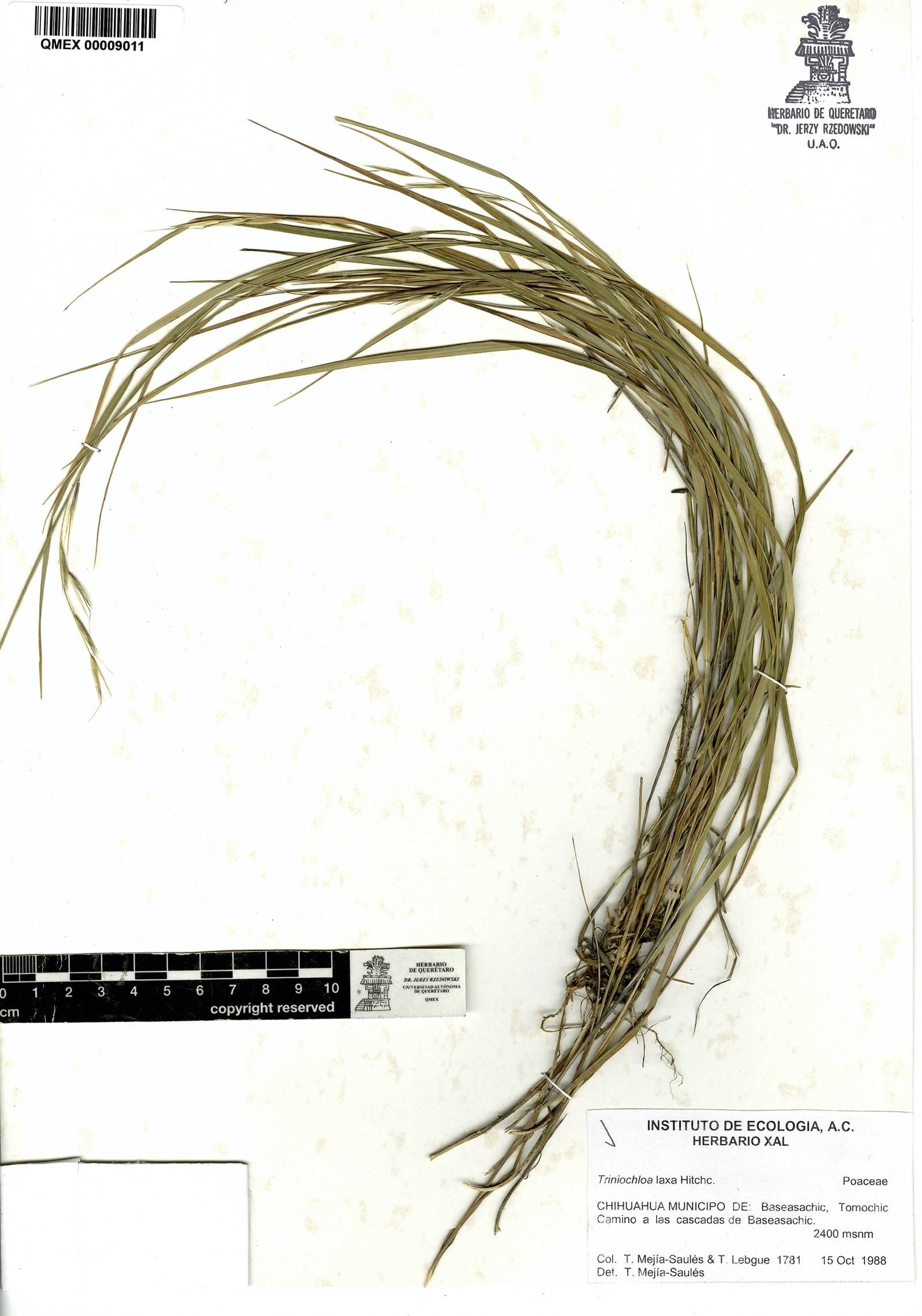 Triniochloa laxa image