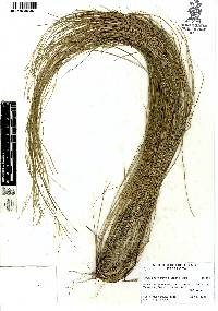 Triniochloa micrantha image