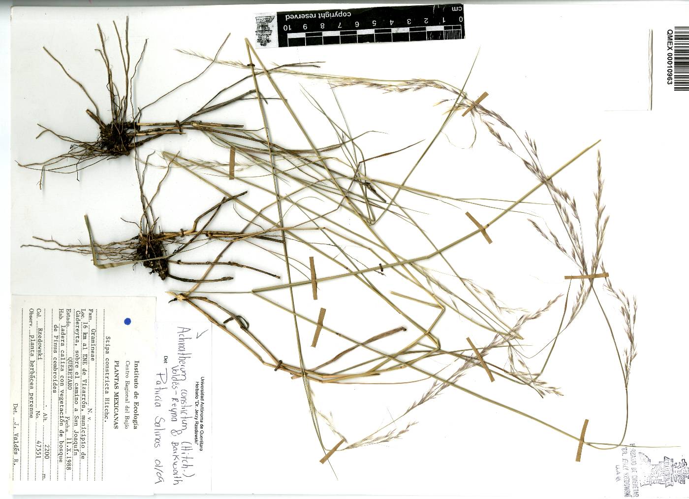 Stipa constricta image