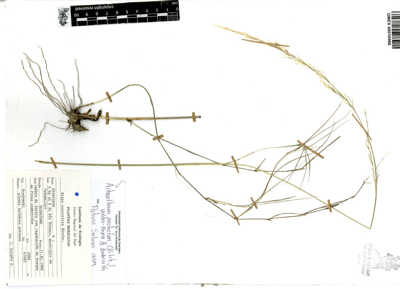 Stipa constricta image