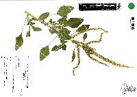 Amaranthus spinosus image