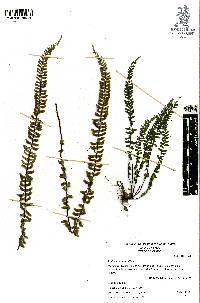 Asplenium monanthes image