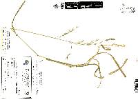 Bromus carinatus image