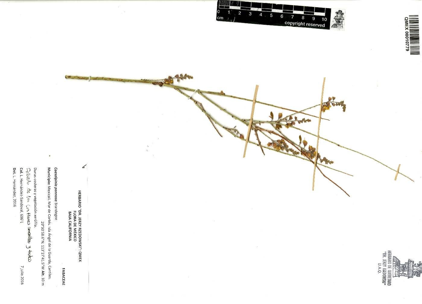 Caesalpinia pannosa image