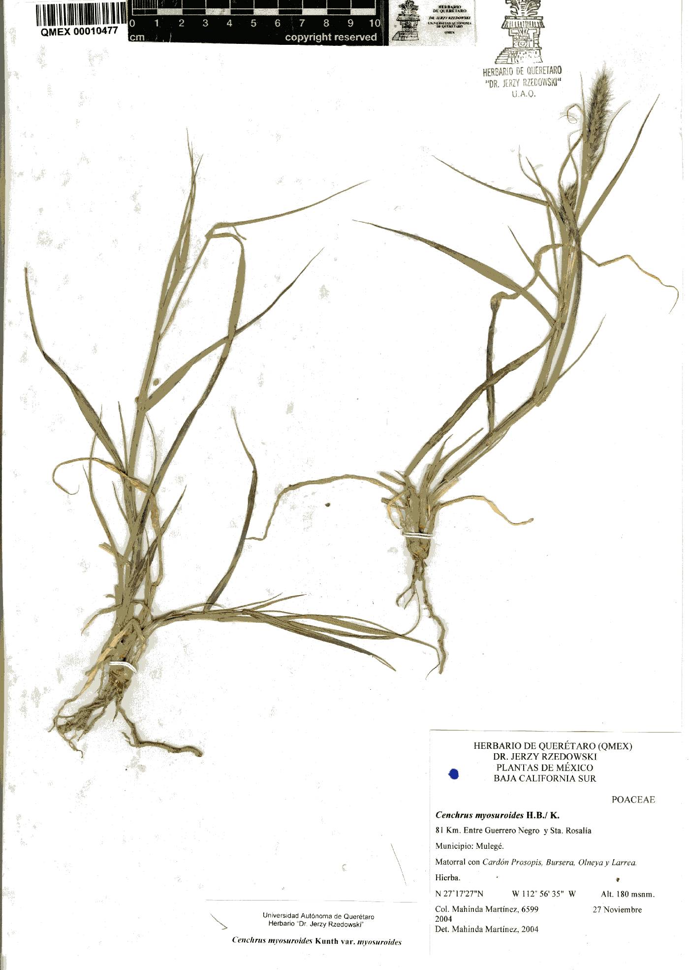 Cenchrus myosuroides var. myosuroides image