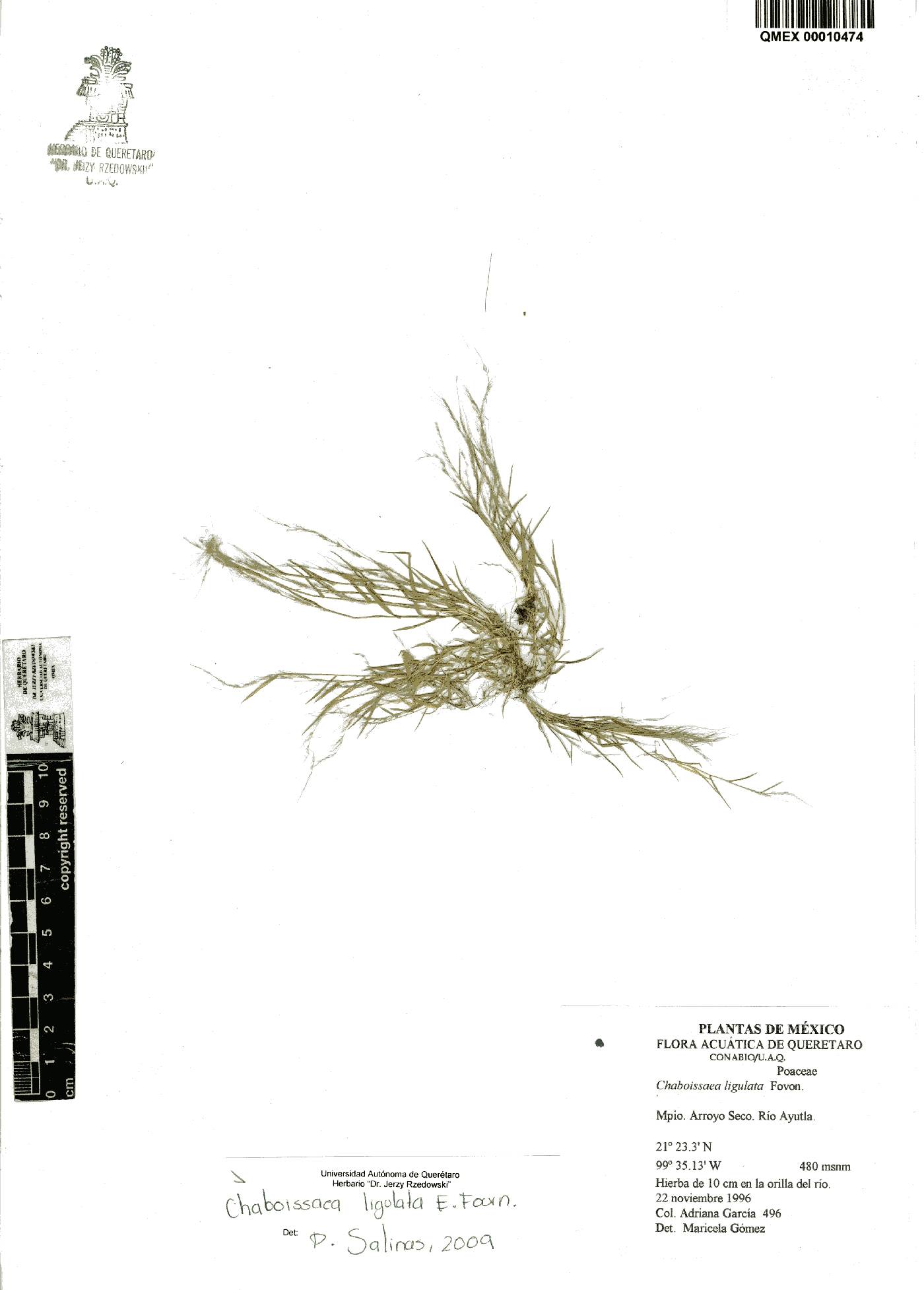 Chaboissaea ligulata image