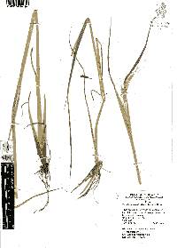 Chaetium bromoides image