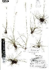 Chascolytrum subaristatum image