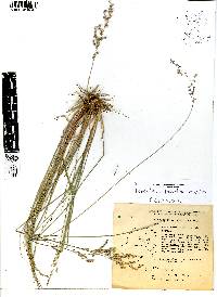 Chascolytrum subaristatum image