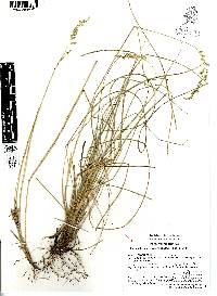 Chascolytrum subaristatum image