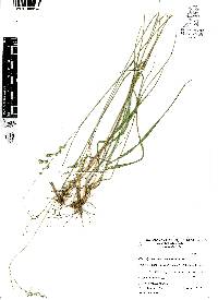 Chascolytrum subaristatum image