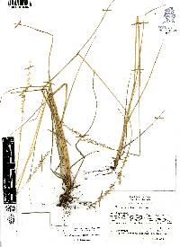 Chascolytrum subaristatum image