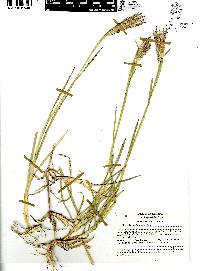 Chloris rufescens image