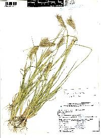 Chloris rufescens image